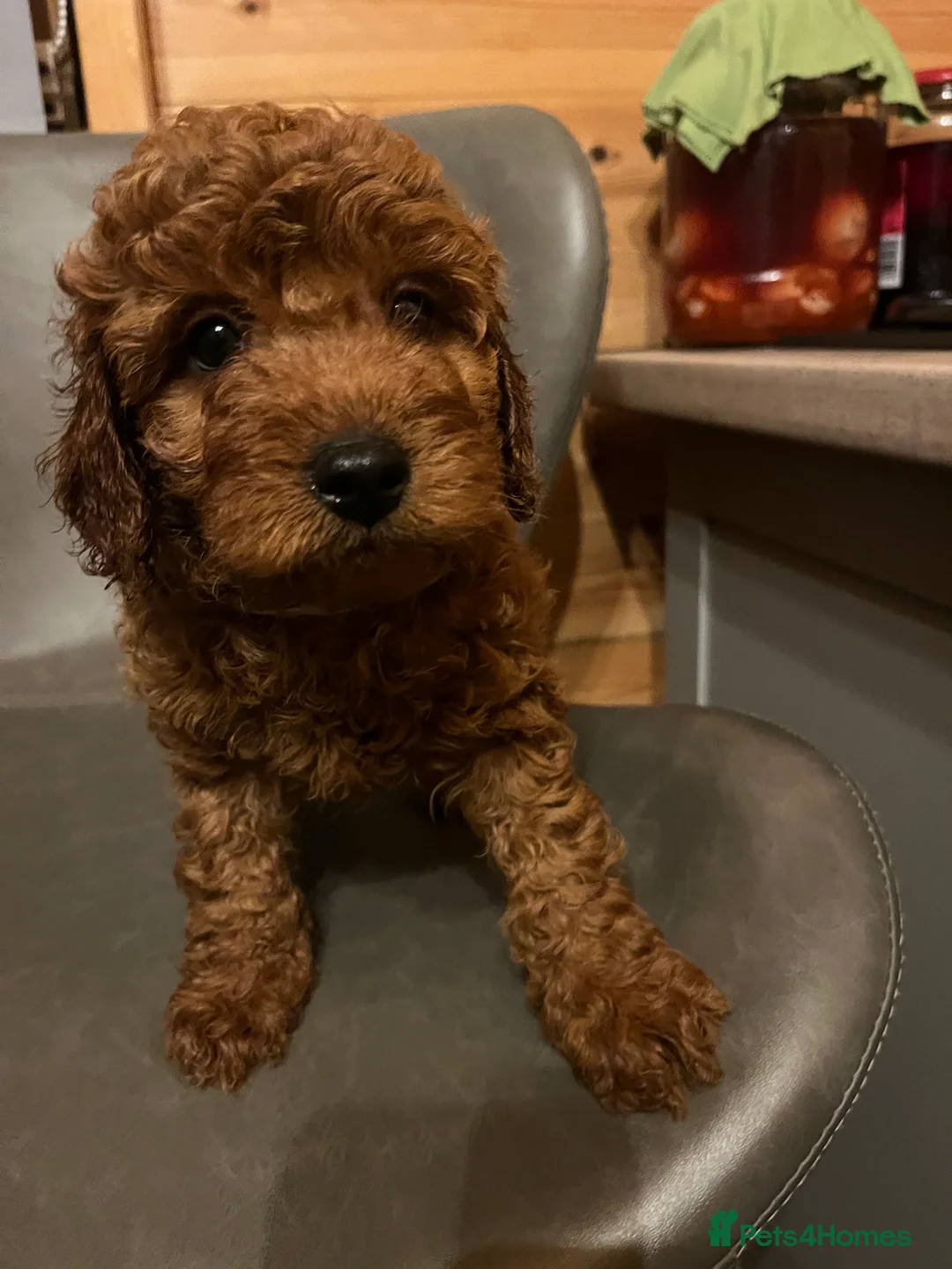 Cavapoo dogs for sale: Cava poo puppies - Advert 9