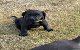 Labrador Retriever dogs for sale: Beautiful KC Registered Labrador Puppies - Image 5