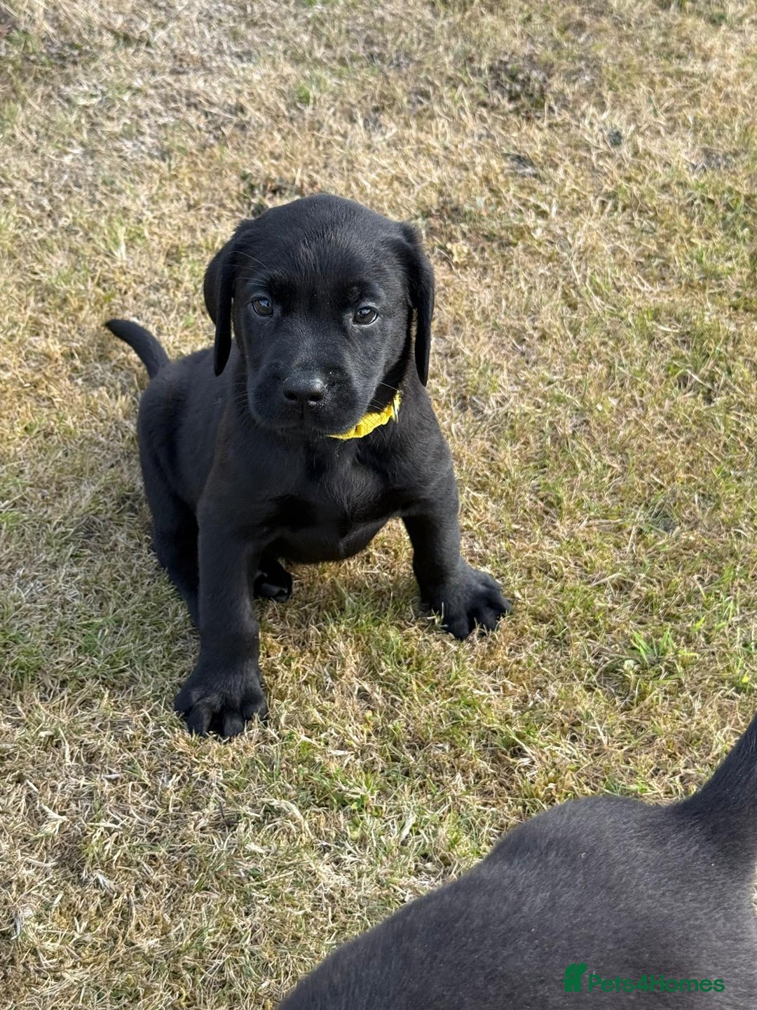 Labrador Retriever dogs for sale: Beautiful KC Registered Labrador Puppies - Image 5