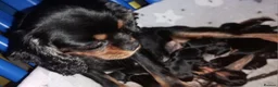 Cavalier King Charles Spaniel dogs for sale: Cavalier King Charles Male Puppies  - Advert 8