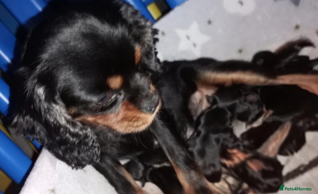 Cavalier King Charles Spaniel dogs for sale: Cavalier King Charles Male Puppies  - Advert 8
