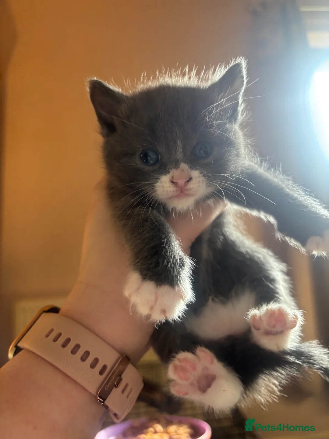 Mixed Breed cats for sale: Kittens for sale - Advert 6