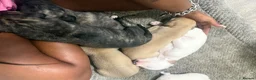Whippet dogs for sale: Pure WHIPPET PUPPIES - Advert 22