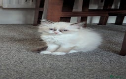 Ragdoll cats for sale: 🧁Sweet ragdolls - Image 12