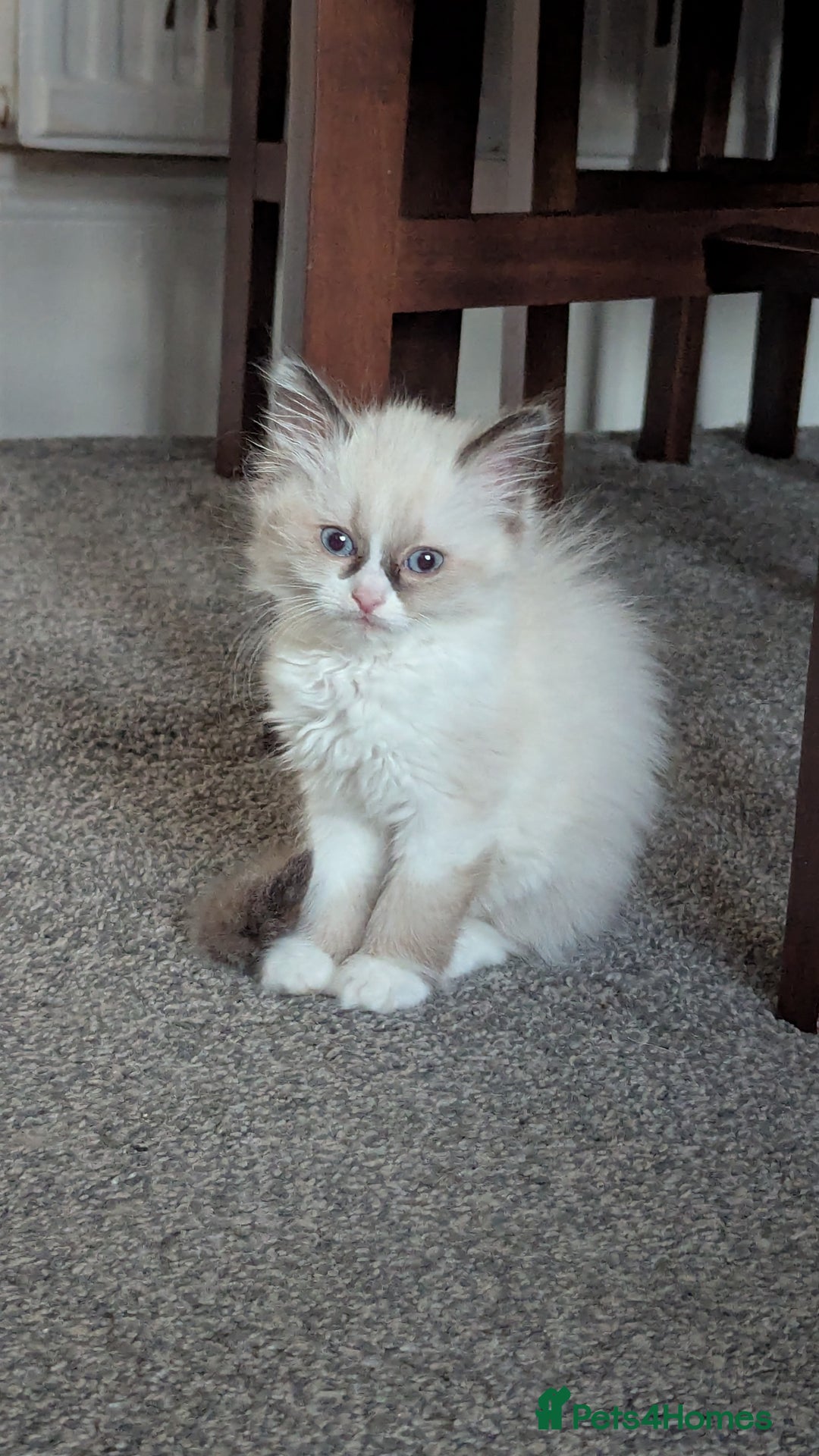 Ragdoll cats for sale: 🧁Sweet ragdolls - Image 12
