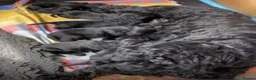 Russian Black Terrier dogs for sale: Russian Black Terrier Pups for Sale - Advert 1