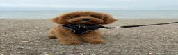 Cavapoo dogs for sale: F1 Red Cavapoo puppies ( health tested) - Advert 34