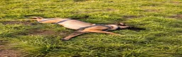 Belgian Shepherd Dog dogs for sale: Belgian malinois  - Advert 11