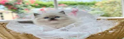 Ragdoll cats for sale: READY TO GO 1 left  (£900) available(TIMEWASTERS)  - Advert 15