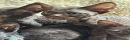 Devon Rex cats for sale:  GCCF registered  Devon Rex kittens available  in Leominster - Advert 11