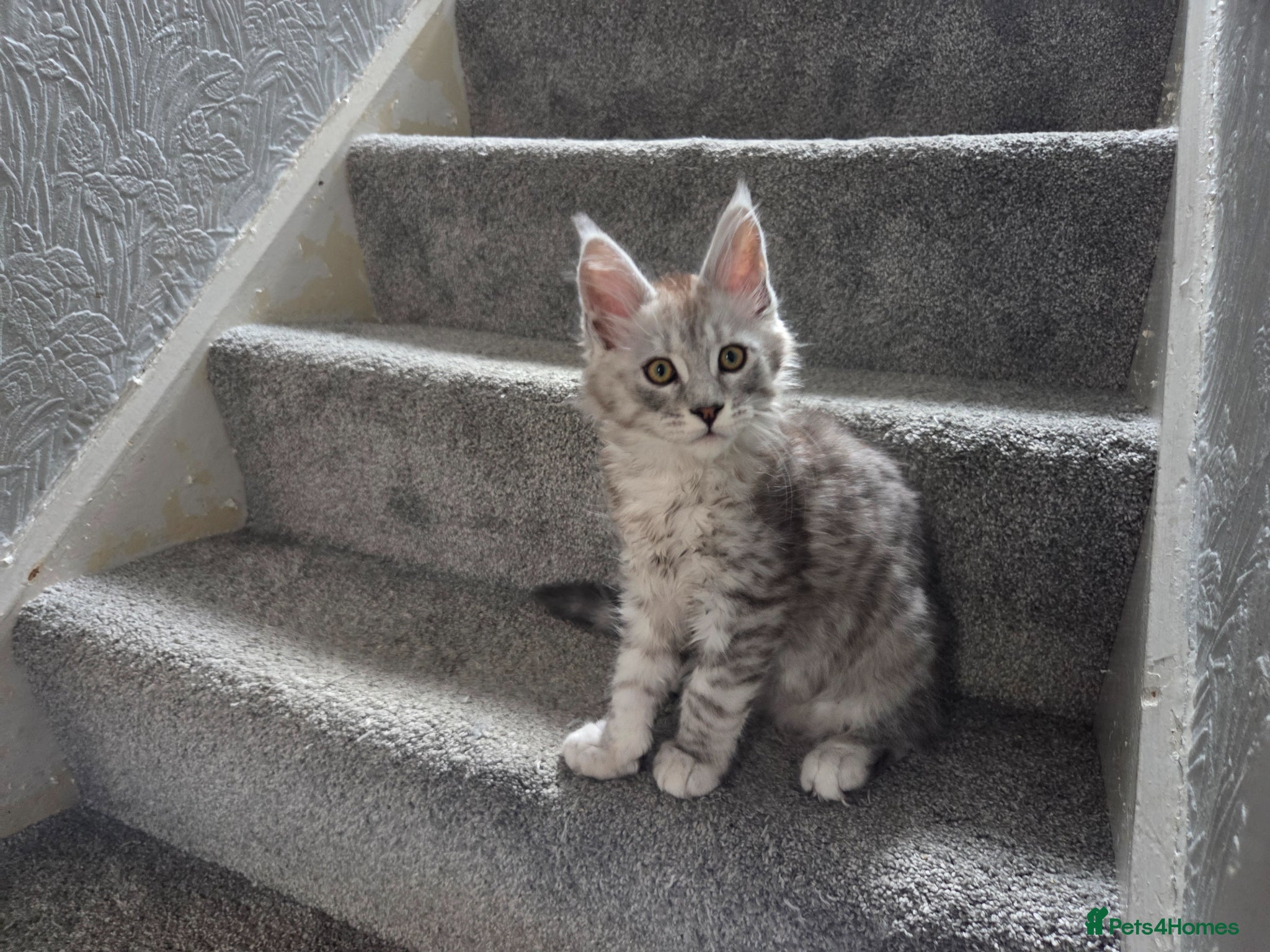 Maine Coon cats shaded Mainecoon - Advert 18