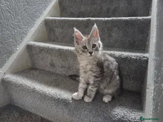 Maine Coon cats shaded Mainecoon - Advert 18