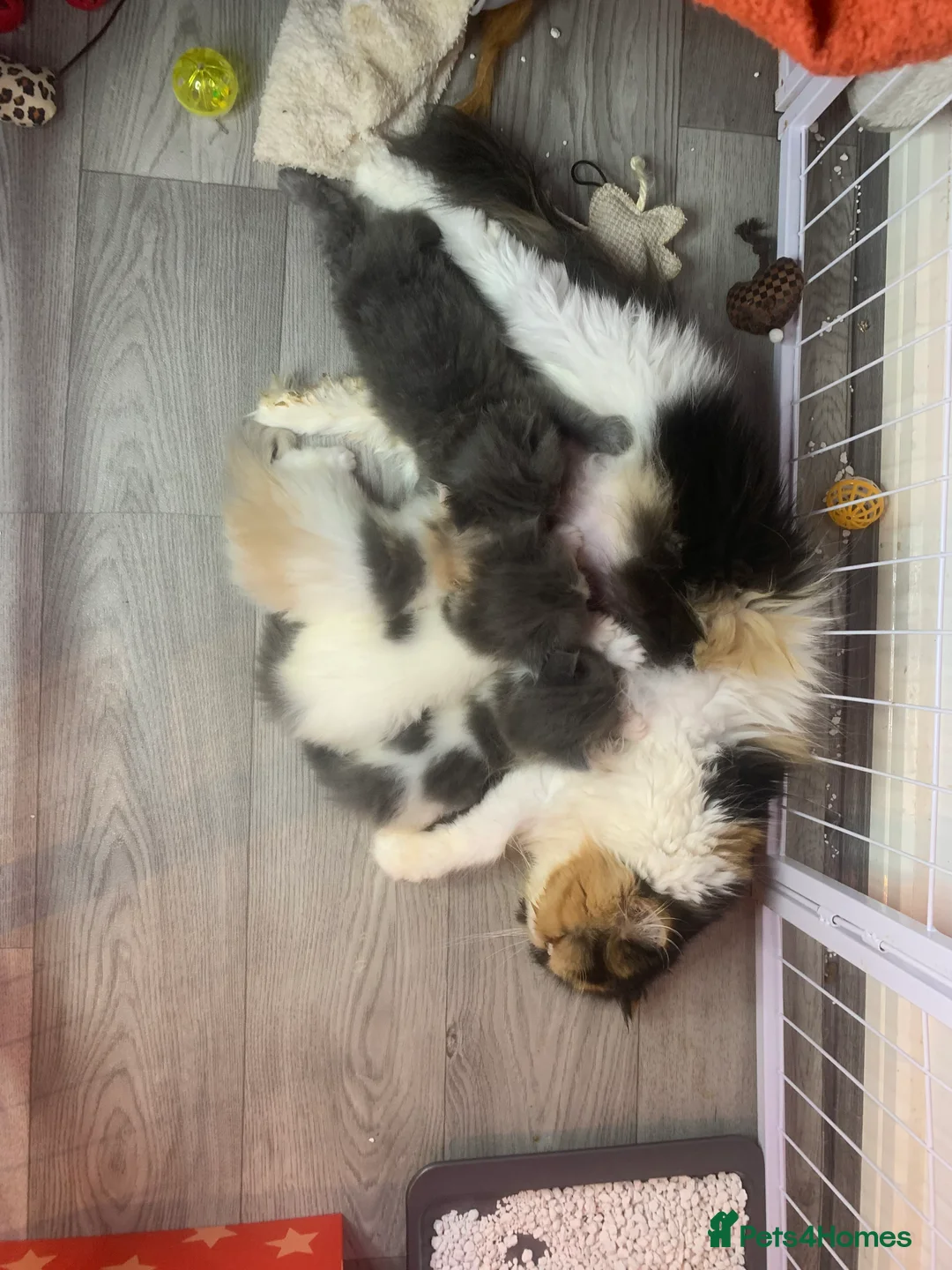Persian cats for sale: Rainbow Persian kittens READY 14Th FEBRUARY  - Advert 10