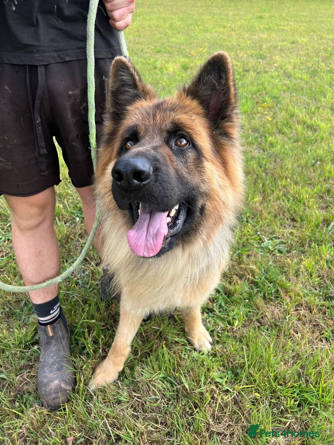 German Shepherd dogs for sale: German Shepherd puppies Kc registered  - Advert 15