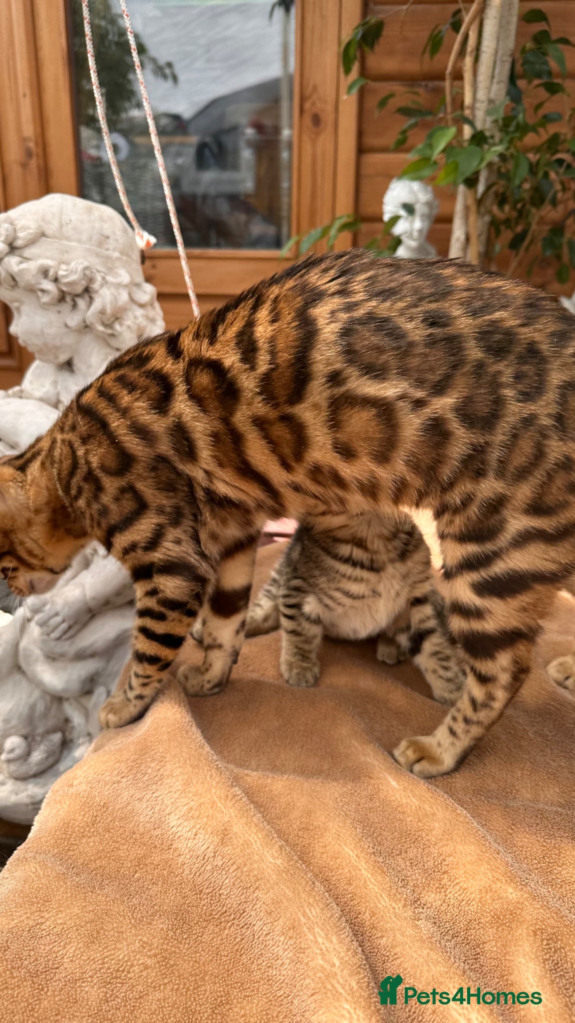 Mixed Breed cats Stunning Bengal Mix Kittens Ready Now! - Advert 2