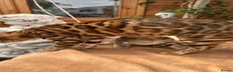 Mixed Breed cats for sale: Stunning Bengal Mix Kittens Ready Now! in Enfield - Advert 1