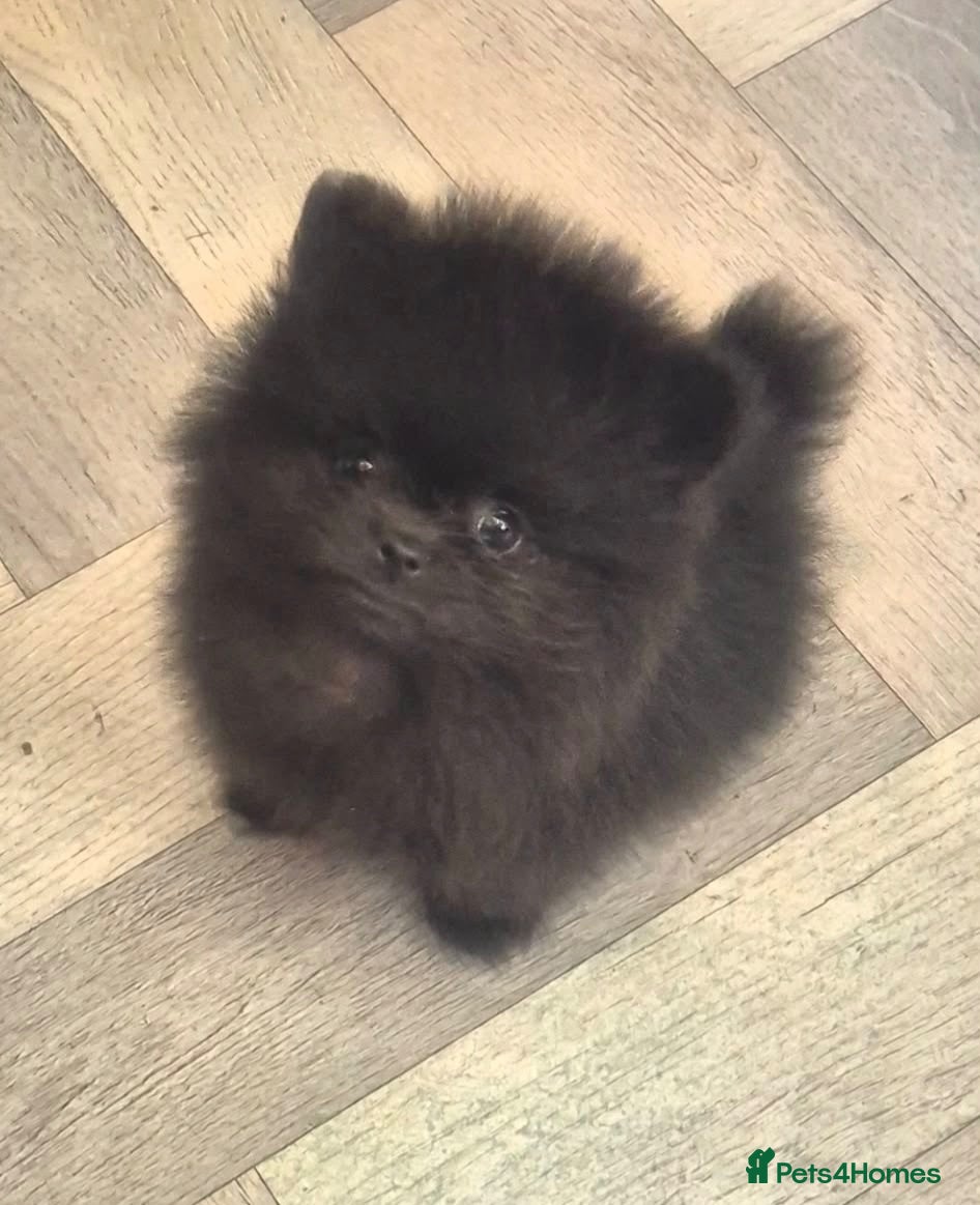 Pomeranian dogs Pomeranian male puppies - Teddy bear  - Advert 1