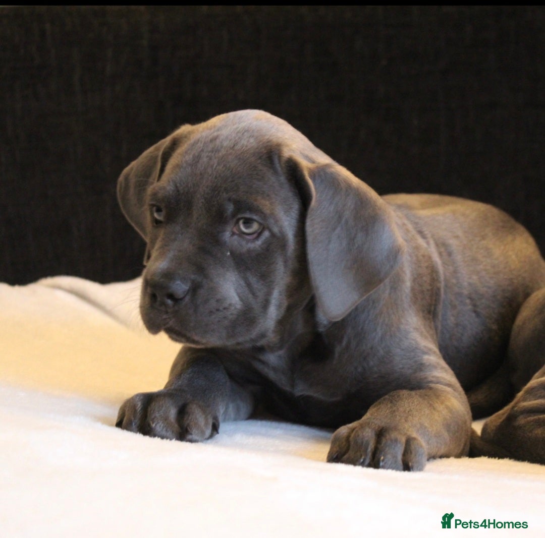 Cane Corso dogs for sale: BEAUTIFUL BLUE CANE CORSO GIRLS - Image 5