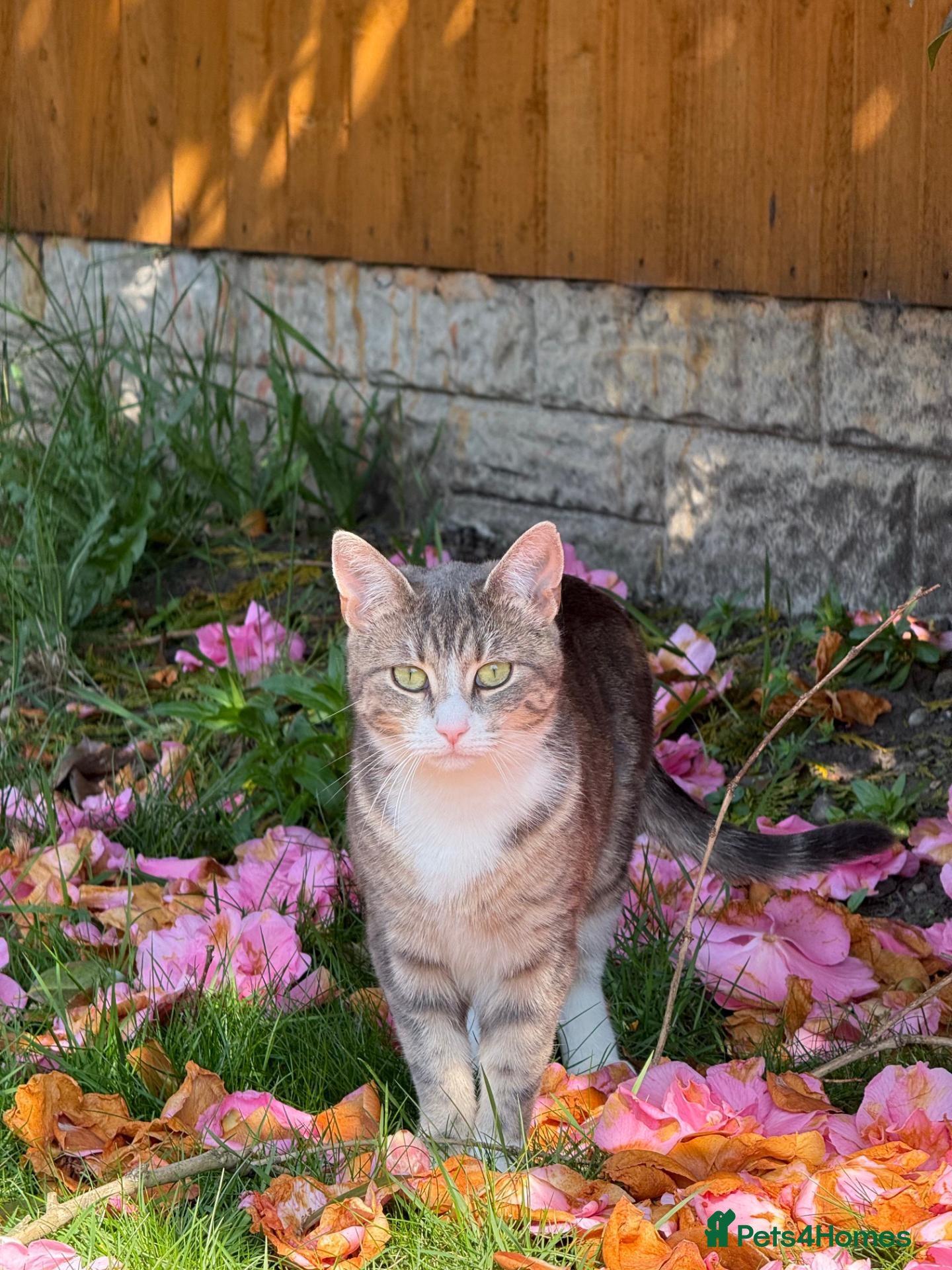 Mixed Breed cats Hazel – Tabby Girl Looking for a Loving Home - Advert 1