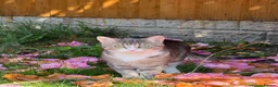 Mixed Breed cats for sale: Hazel – Tabby Girl Looking for a Loving Home - Advert 1