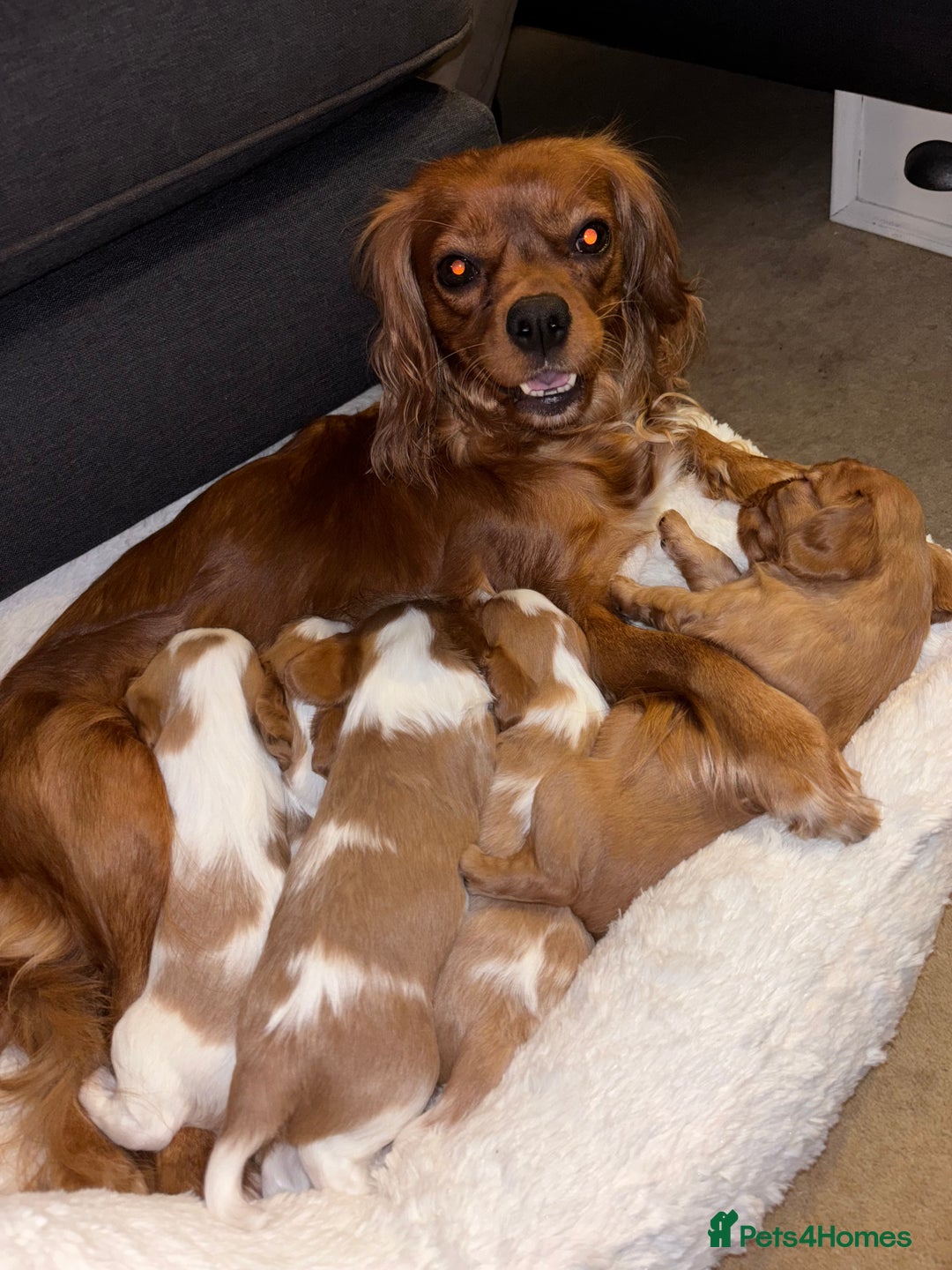 Cavalier King Charles Spaniel dogs for sale: Gorgeous Cavalier King Charles Spaniel Puppy - Image 11