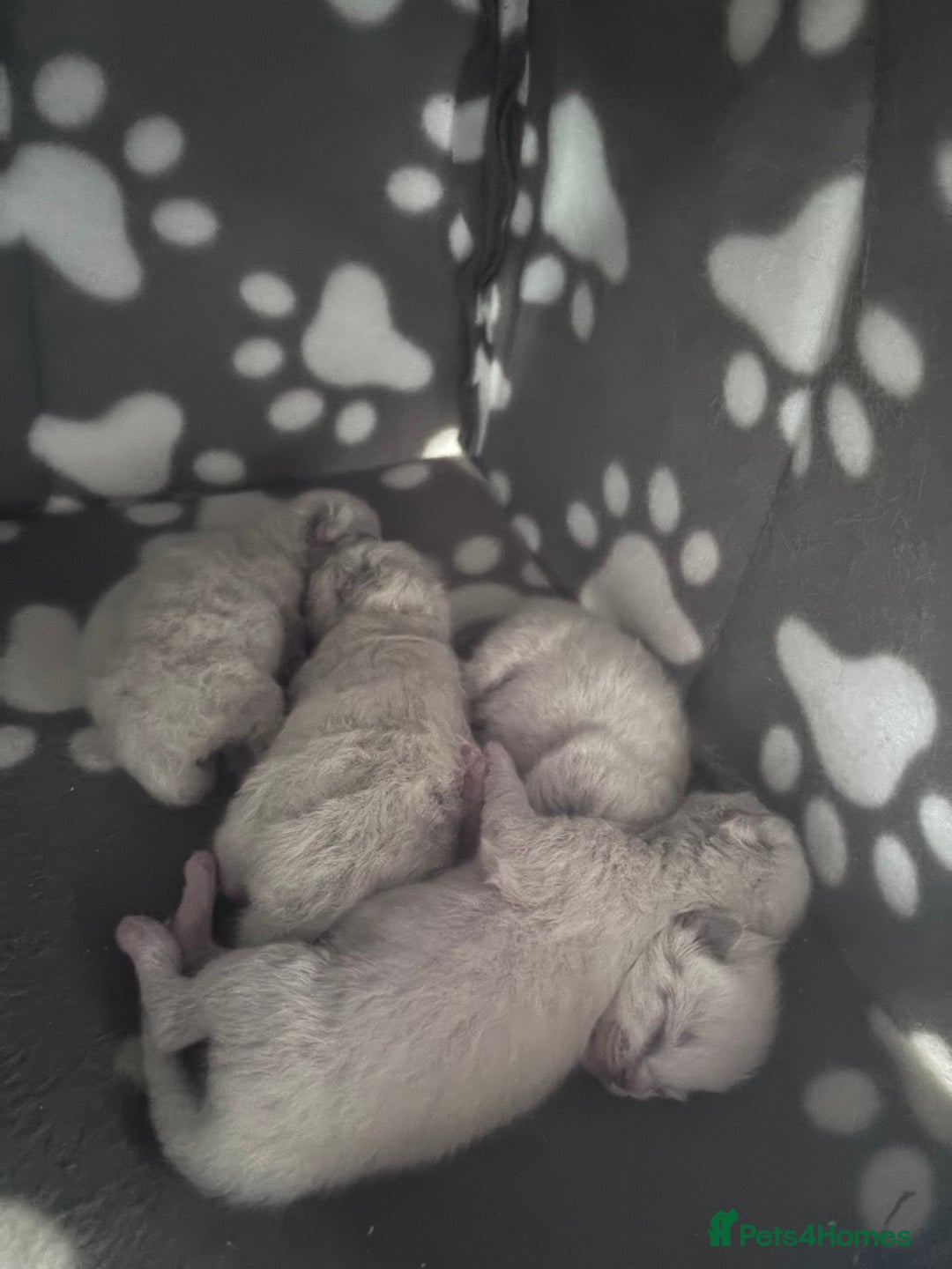 Ragdoll cats for stud: Gorgeous Ragdoll stud  - Image 12