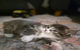 Ragdoll cats for sale: Beautiful Ragdoll x Norwegian forest cross kittens - Image 14