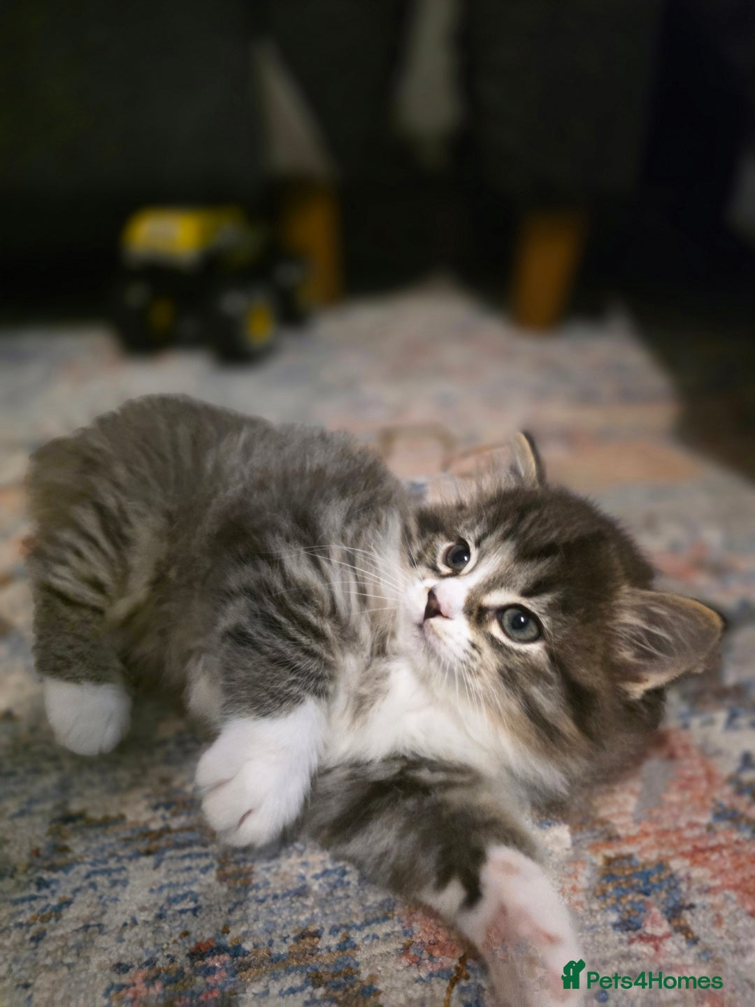 Ragdoll cats for sale: Beautiful Ragdoll x Norwegian forest cross kittens - Image 14