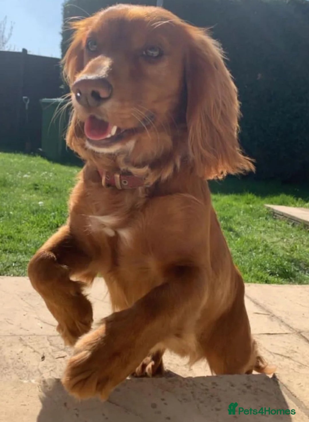 Cocker Spaniel dogs for sale: Gorgeous Cocker Spaniel Puppies - Advert 9