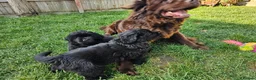 Newfoundland dogs for sale: Beautiful Newfoundland puppies  - Advert 15