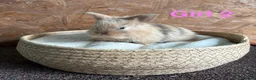 Mini Lion Lop rabbits for sale: Mini lion lops available to reserve - Advert 2