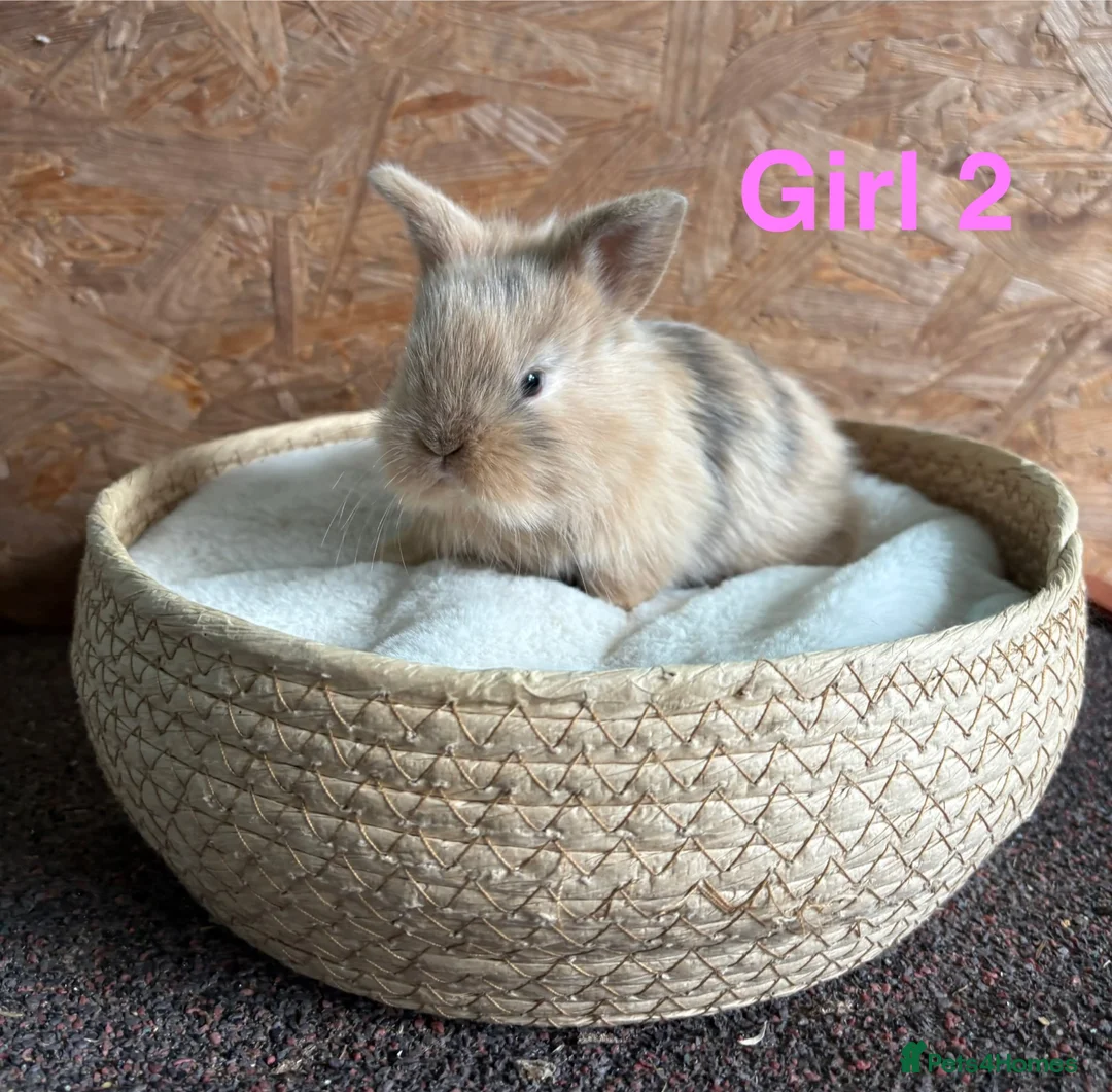Mini Lion Lop rabbits for sale: Mini lion lops available to reserve - Advert 2