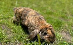 Alaska rabbits for sale: Rabbit for sale - Image 3