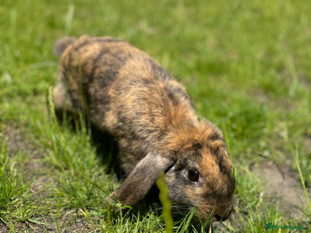 Alaska rabbits for sale: Rabbit for sale - Image 3