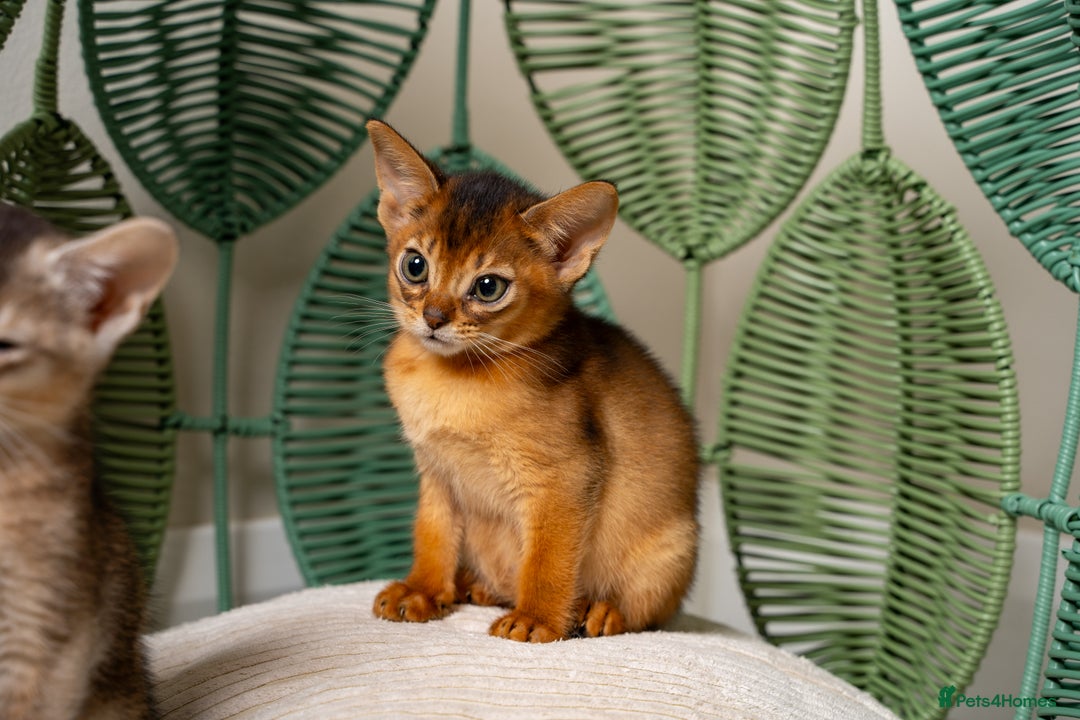 Abyssinian cats for sale: 6 Amazing Abyssinians, Extra Lovlely Personality - Advert 29