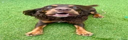 Cocker Spaniel dogs for sale: cocker spaniel for rehome in Ferryhill - Advert 5