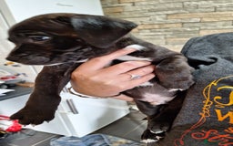 Staffordshire Bull Terrier dogs for sale: Mrs v e collier  - Image 5
