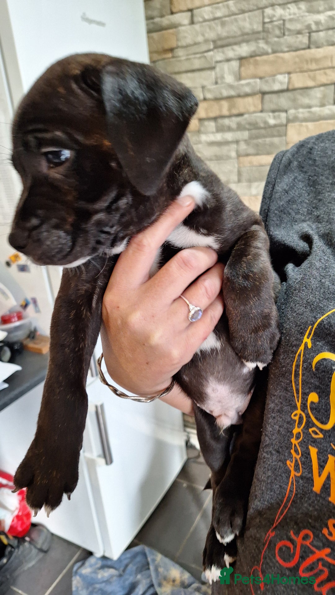 Staffordshire Bull Terrier dogs for sale: Mrs v e collier  - Image 5