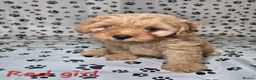 Cavapoo dogs for sale: Dna Health Tested F1 Cavapoo puppies - Advert 25
