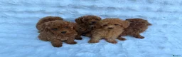 Toy Poodle dogs for sale: Red Toy Poodle MALES - Advert 8