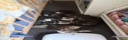 Siberian cats for sale: Gorgeous Siberian mixed kittens female male tabby - Advert 3