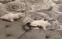 British Shorthair cats for sale: 2 males kitten MUST be Homed together  - Image 6