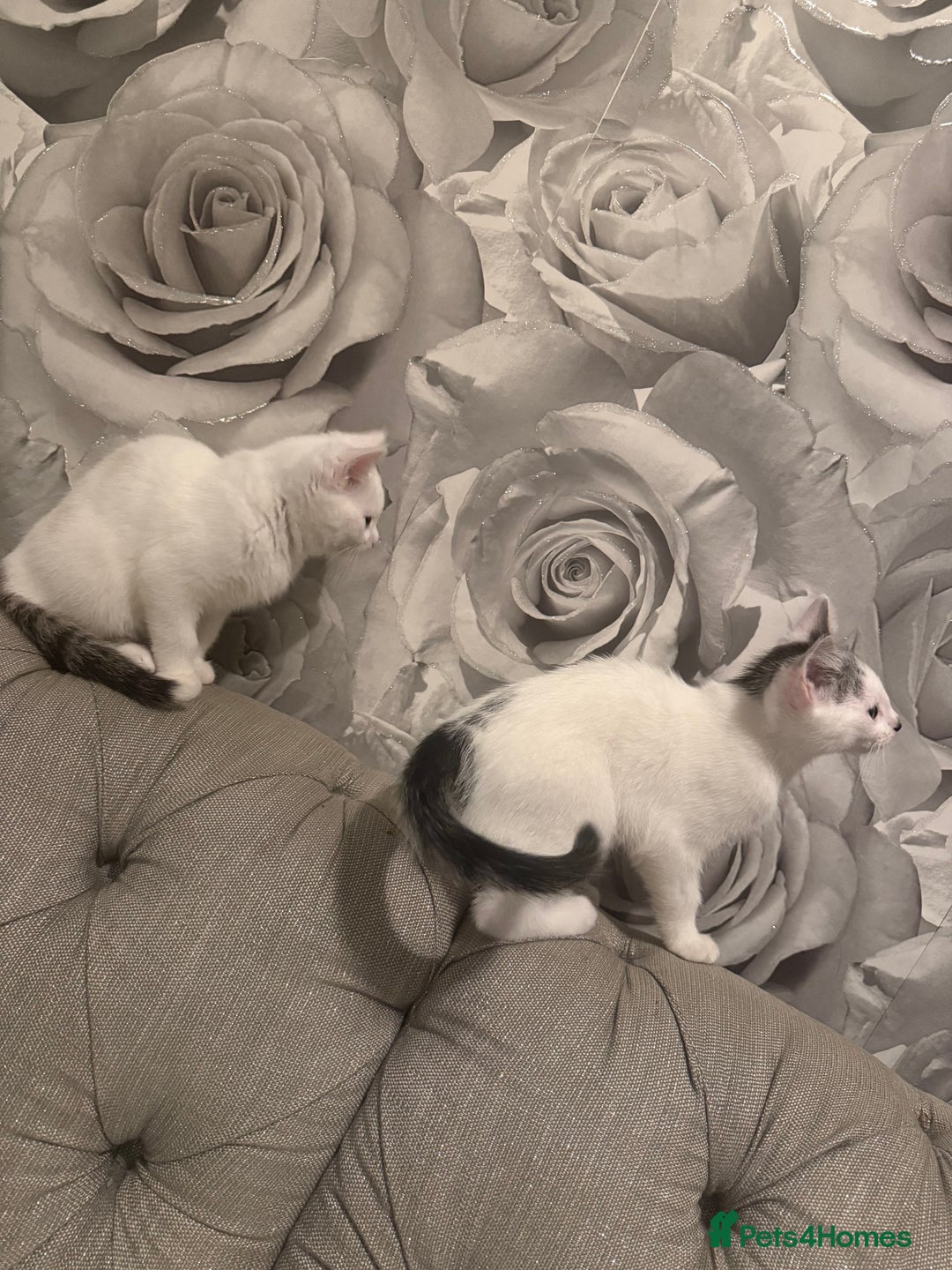 British Shorthair cats for sale: 2 males kitten MUST be Homed together  - Image 6