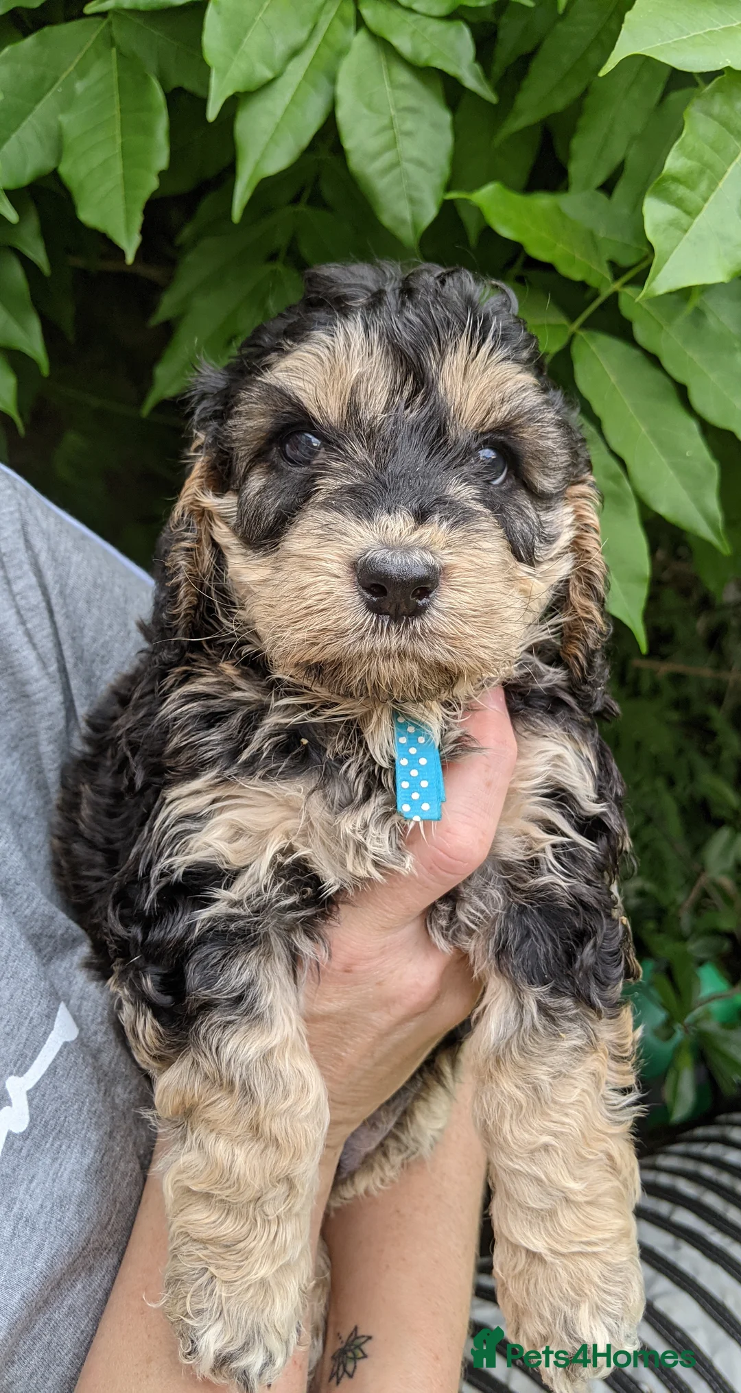 Cockapoo dogs for stud: Experienced & Dna tested F1 Sable Cockapoo Stud in Cannock - Advert 9