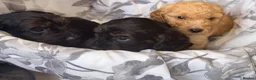 Cockapoo dogs for sale: 7 Beautiful F1 Cockapoo Puppies  - Advert 11