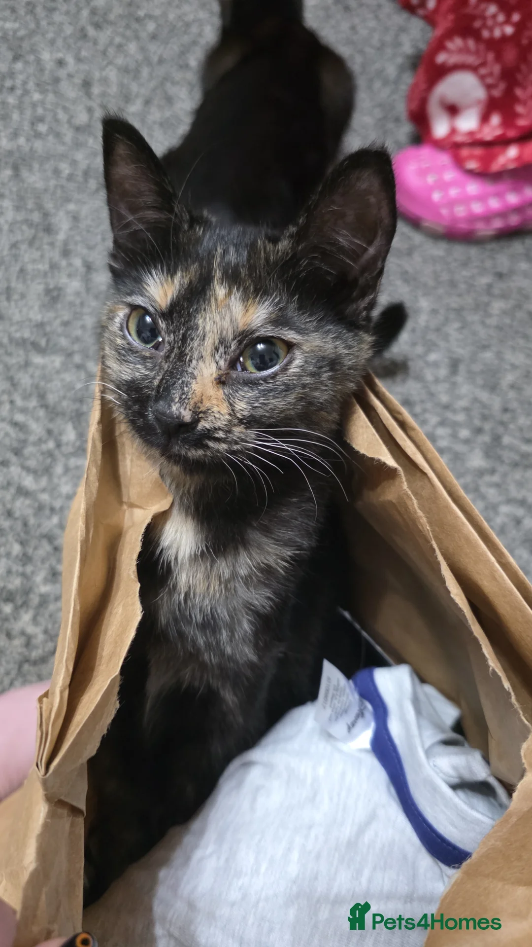 Mixed Breed cats for sale: Loving Home for Maisie - Advert 1