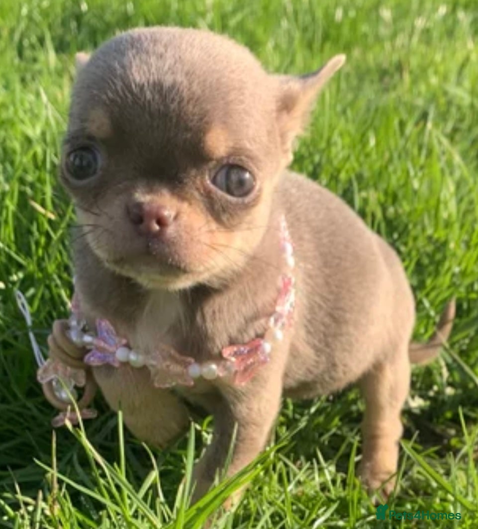 Chihuahua dogs Lilac Blue eyes KC Reg pedigree 0% related parents - Advert 4