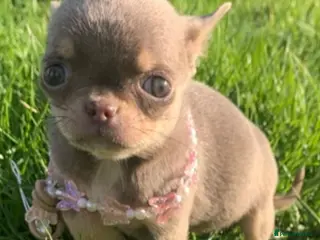 Chihuahua dogs Lilac Blue eyes KC Reg pedigree 0% related parents - Advert 4
