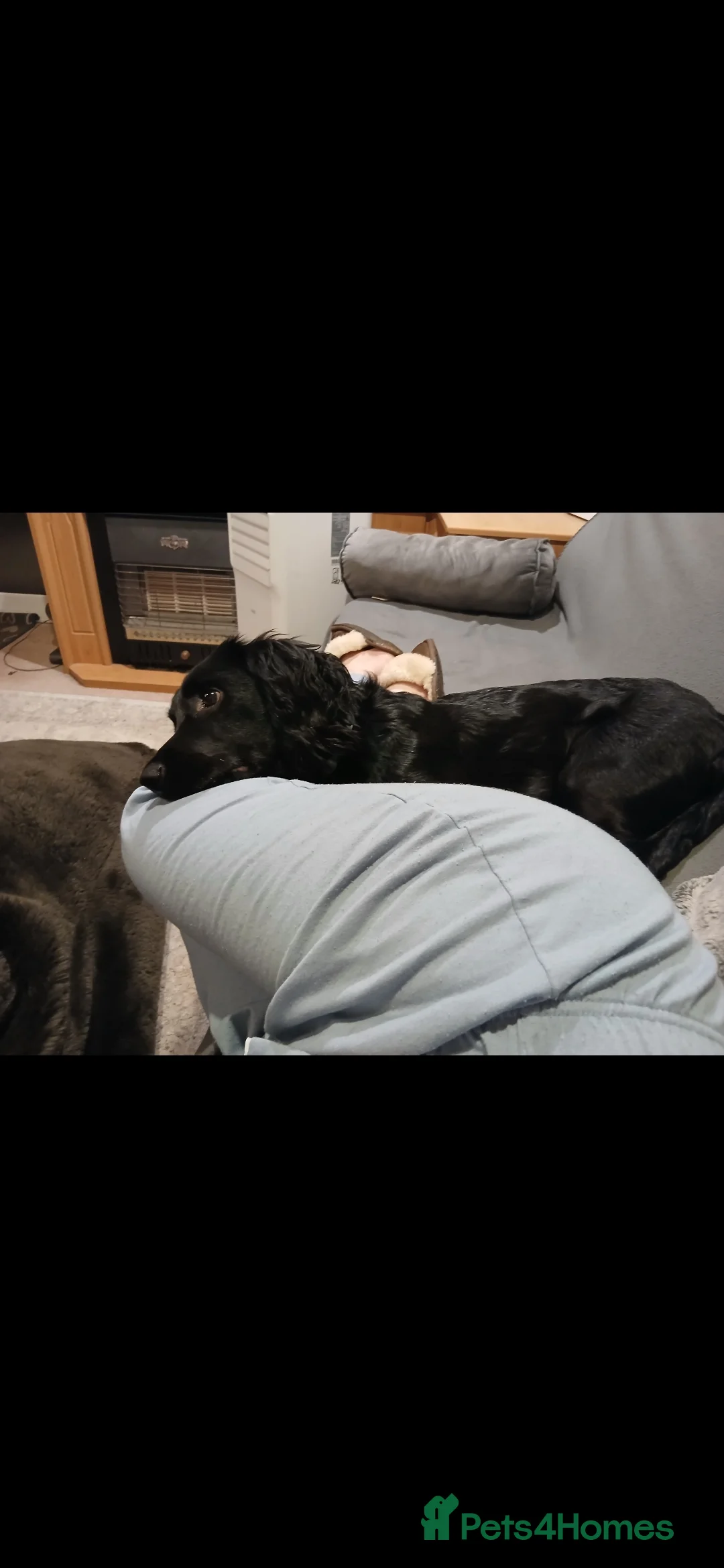 Mixed Breed dogs for sale: 9 Month Old Springador. Looking for a new home - Advert 5