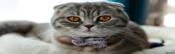 British Shorthair cats for sale: British kittens available for reservation in London - Advert 2